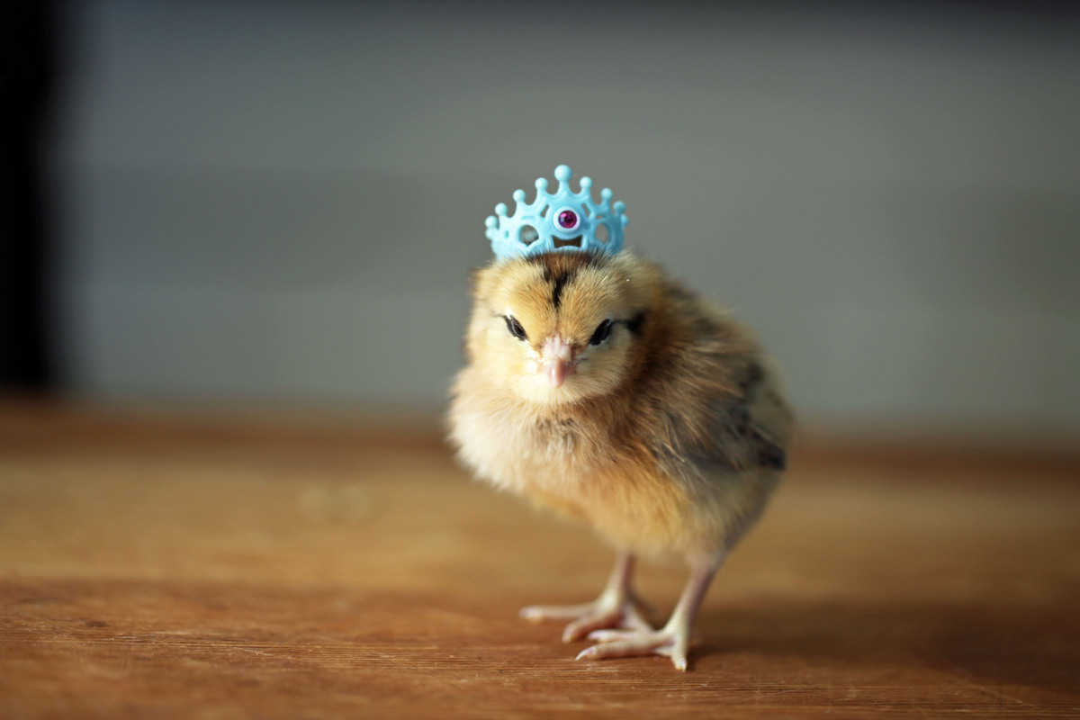 Princess Chick