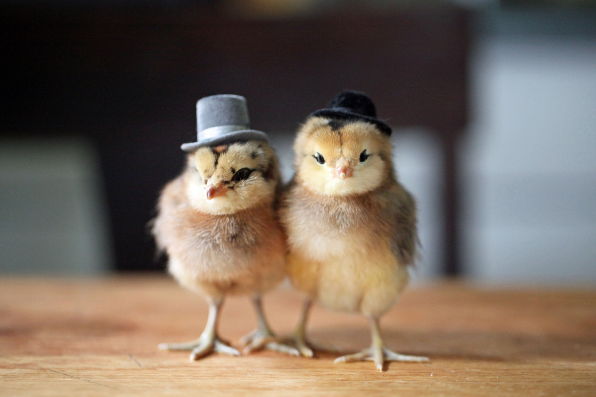 Chick couple