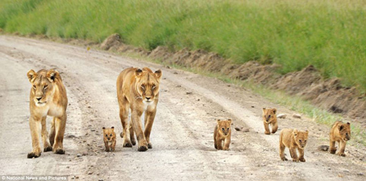 lion-family2.jpg