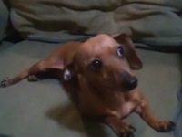 What this Dachschund Does is 100 Percent Guaranteed to Warm Your Heart - Amazing Video!