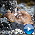 The Beautiful Miracle of Life - a Newborn Deer You'll Fall in Love With
