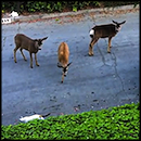 Bizarre and Interesting Meeting Between Deer and a Cat