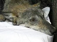 A Beautiful Wolf Trapped in Freezing Waters is Saved - How It Happens Will Touch Your Heart ♥