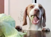 This Dog Wanted a Cabbage More Than Anything - LOL, Click Here!