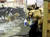 ellow Lab Breaks All of her Dog Buddies Out of a Cage - Very Cute Video!