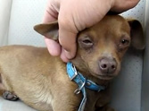 Five Strays Get Rescued All Together - Each One Will Melt Your Heart! ♥