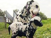 Dalmatian Dog Adopts an Orphan Lamb That Looks Like Her - Soooo Cute!
