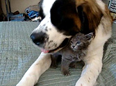 Loving Saint Bernard Adopts an Adorable Stray Kitten - Watch What They Do :)
