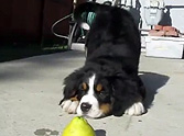 What Happens When a Puppy Plays With a Lemon? The Cutest Thing Ever!