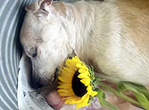 Lonely Old Dog Has His Dying Wish Come True - To Be Loved ♥