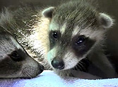 Heartwarming Rescue of a Baby Raccoon - Watch What Mom Does at The End!