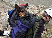 Amazing Rescue of a Dog Stuck on a Mountain for 8 Days - Watch the Video
