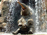 Cute Baby Elephant Taking a Bath Will Make Your Day - Awww :)