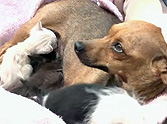 Rescued Dog Becomes a Hero to 2 Kittens - You Won't Believe This