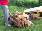 A 16-Puppy Invasion of Cuteness Will Make Anyone Smile - Check It out!