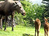 Mama Moose Lets Her Twin Babies Play in a Backyard - Unbelievably Cute!