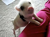 Adorable Mini Pig is Just TOO Cute to Handle - Awww