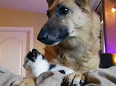 Nobody Messes With Pancake the Kitten and her 2 Protectors - So Cute!