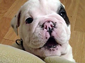 Fussy Baby Bulldog is Just Too Cute to Be Mad At - Awww, Click Here