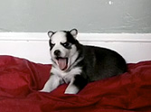 Watch the Husky Puppy That Has Melted the Internet's Heart - Awww 