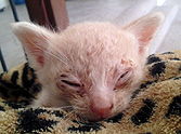Dying Kitten Rescued From Living in A Cactus - Wow!