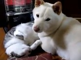 What this Dog Does with this Cat is Ridiculously Cute - Check It Out!