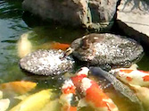 Generous Baby Duck Helps Feed Some Fish Friends - Awww