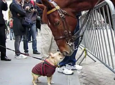 Watch What This Police Horse and Adorable Pup Do - LOL, So Cute!