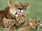 20 Animal Families That Will Warm Your Heart