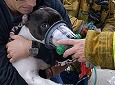 How Firefighters Saved the Lives of 2 Pets