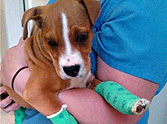 How One Puppy Survived Being Thrown From a Car
