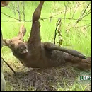 Crying Baby Moose Gets Rescued From Being Caught in Barbed Wire