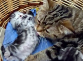 Mama Cat Takes Care of her Kitty in a Way That'll Melt Your Heart - Awww