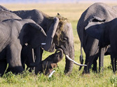 Herd of Elephants Lovingly Protect One Mother to Be - Wow!