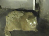 Two Cats Found Locked in a Boiler Room for Years - Watch the Happy Ending