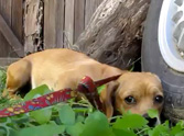 Two Adorable Puppies Get Abandoned on the Street - This Rescue is Beautiful ♥