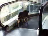 Dog Versus Escalator - Watch the Neverending Cuteness!