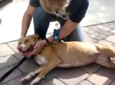 Heartwarming Reunion After a Pitbull is Lost for Over a Month - Great Video!
