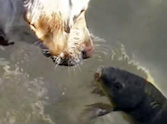 Dog Becomes Best Friends with a...WHAT?! - This is Hilarious!