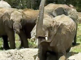 Baby Elephants That Lost Their Parents Get Rescued - They're Beautiful 