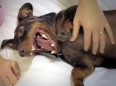 This Dachshund Will Make Your Day - Just Watch What He Does!