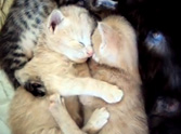 Two Adorable, Cuddly, Snuggly, Beautiful Kittens to Brighten Your Day - Aww!