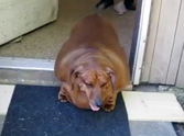 Extremely Overweight Wiener Dog Gets Some Help - Very Inspiring