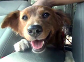 Two Struggling Strays Are So Happy to Be Saved - This Will Warm Your Heart