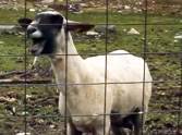 What This Sheep Randomly Does is Absolutely Hilarious - LOL