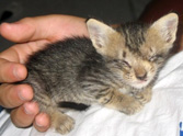 The Rescue of a Blind Kitten That was Crying for Help