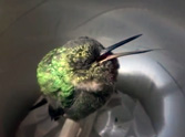 A Snoring Hummingbird That Will Make Your Day - This is So Adorable
