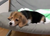 Adorable Beagle Puppy Barks for the First Time - Your Heart Will Explode!