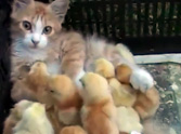 Meet the Kitty That is Loved By a Flock of Chicks - Heartwarming Video