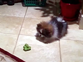 Adorable Pomeranian Puppy Doesn't Trust a Piece of Broccoli - LOL, Click Here